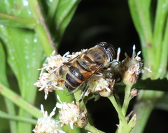 Eristalinus taeniops