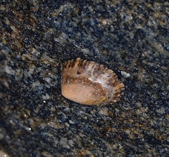 Cellana ornata
