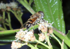 Eristalinus taeniops