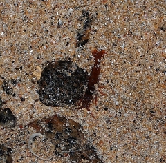 Betaeopsis aequimanus
