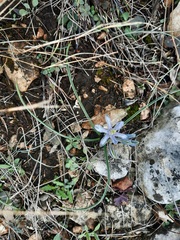 Androstephium coeruleum