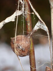 Mastophora