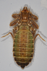 Hylogomphus adelphus