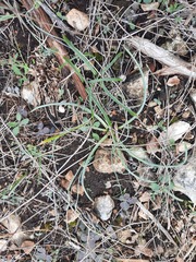 Androstephium coeruleum