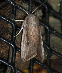 Leucania subpunctata