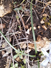 Androstephium coeruleum