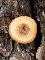 Fungi