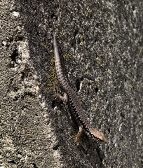 Concinnia tenuis