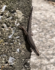 Concinnia tenuis