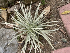 Ophiopogon jaburan