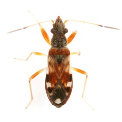 Ligyrocoris barberi