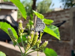 Leptotes cassius