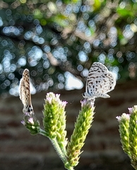 Leptotes cassius