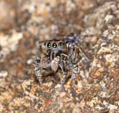 Maratus harrisi