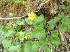 Geum calthifolium