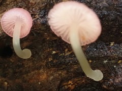 Mycena roseilignicola