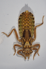 Hylogomphus adelphus