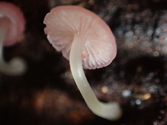 Mycena roseilignicola