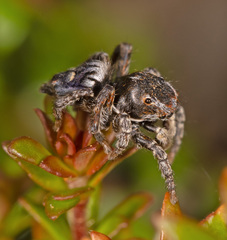 Maratus harrisi