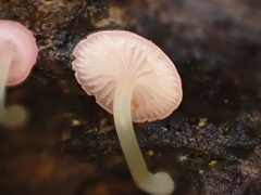 Mycena roseilignicola