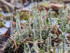 Cladonia rei