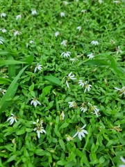 Lobelia chinensis