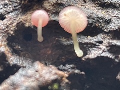 Mycena roseilignicola
