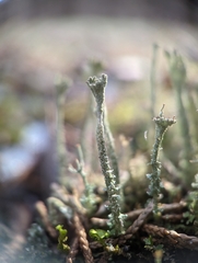 Cladonia rei