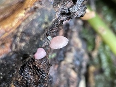 Mycena roseilignicola