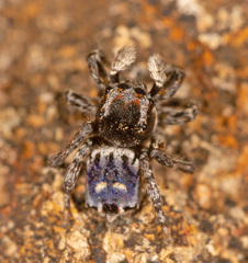 Maratus harrisi