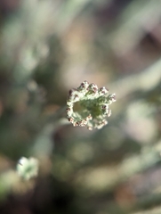 Cladonia rei