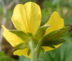 Geum calthifolium
