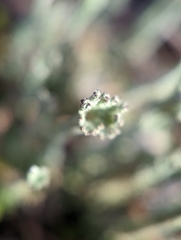 Cladonia rei