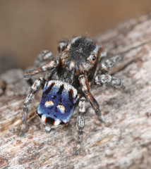 Maratus harrisi