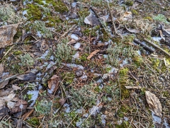Cladonia rei