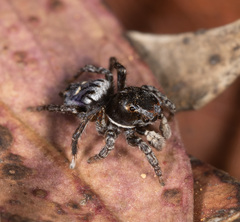 Maratus harrisi