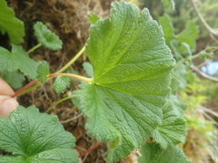 Geum calthifolium