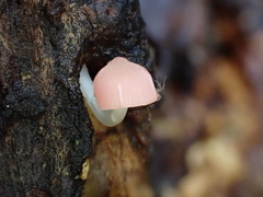 Mycena roseilignicola