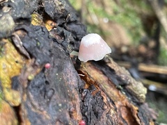 Mycena roseilignicola