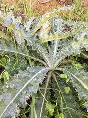 Cirsium occidentale