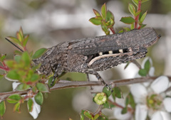 Cirphula pyrrhocnemis