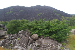 Ficus obliqua