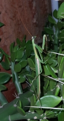 Coptopteryx argentina