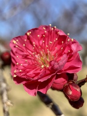 Prunus mume