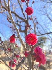 Prunus mume