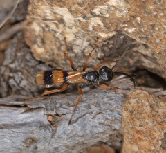 Sphictostethus aliciae