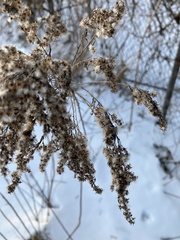 Solidago