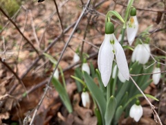 Galanthus