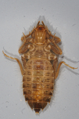 Hylogomphus parvidens