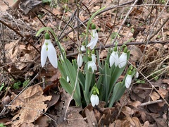 Galanthus